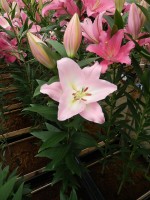 [5245 Jetaime No02.JPG]